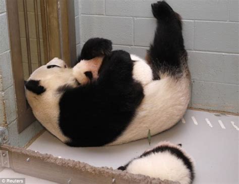 Atlanta Zoos Panda Lun Lun Shows Parenting Skills In Cute