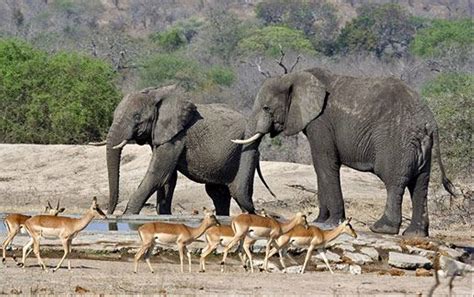 South Africa Kruger Mammals Naturetrek