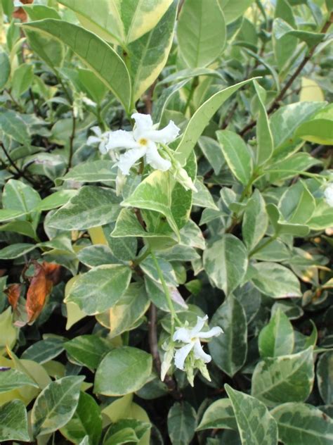 Trachelospermum Jasminoides Variegated Star Jasmine Plant Leaves