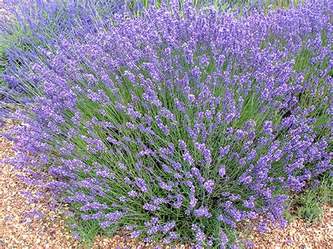 Lavandula Angustifolia English Lavender World Of Flowering Plants
