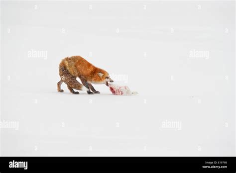 Red Fox Vulpes Vulpes Preying Upon An Arctic Fox Alopex Lagopus