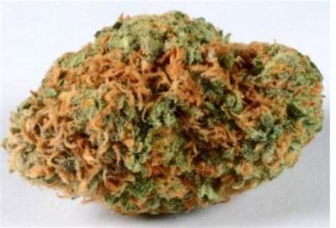 Orange Crush Cannabiotix Hybrid Inyo Fine Cannabis Dispensary
