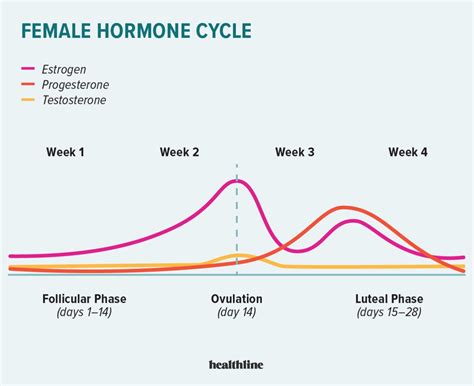 Estrogen Levels Ovulation Chart
