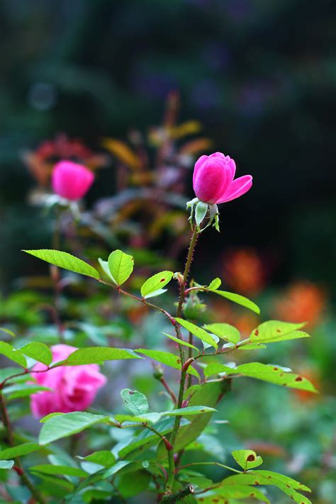 Images Gratuites La Nature Fleur Feuille Pétale Rose Printemps