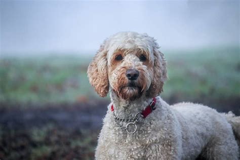 Labradoodle Dog Breed Characteristics And Care