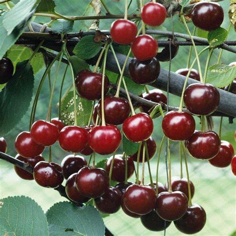 Buy Morello Cherry Dwarf Gisele Online Crj Fruit Trees Nursery Uk