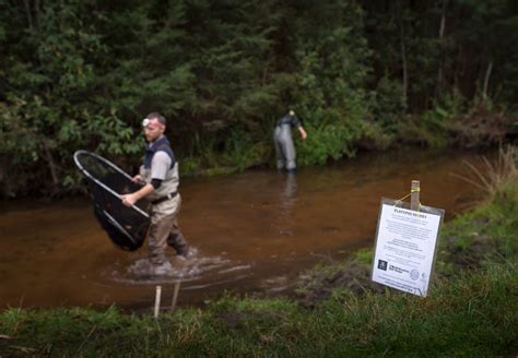 Taking The Pulse Of The ‘near Threatened Platypus Is A Tricky Task