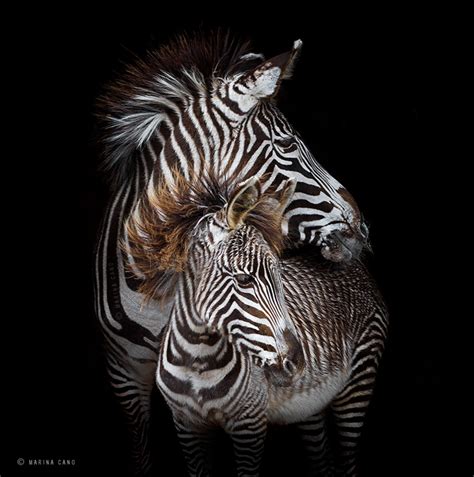 Photographer Captures Majestic Photos Of Wild Animals Wild Animals