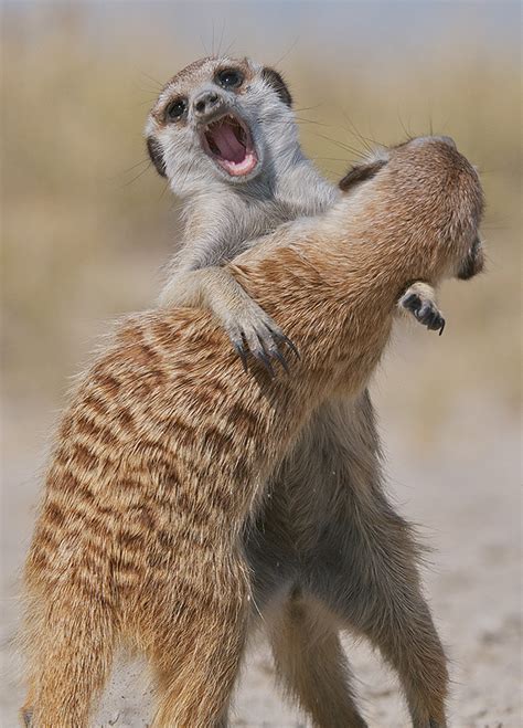 Meerkats Play Fighting Sean Crane Photography