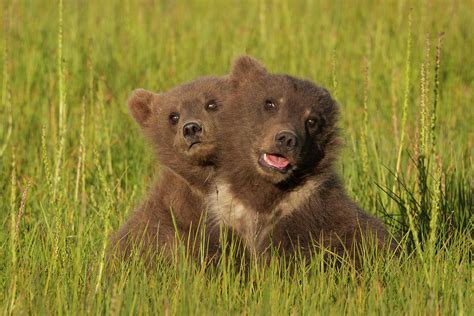 Brown Bear Cubs Lake Clark National Photograph By Mint Images Art