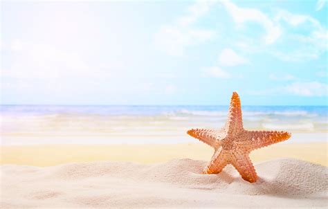 Wallpaper Sand Sea Beach Star Summer Beach Sea Sand Starfish