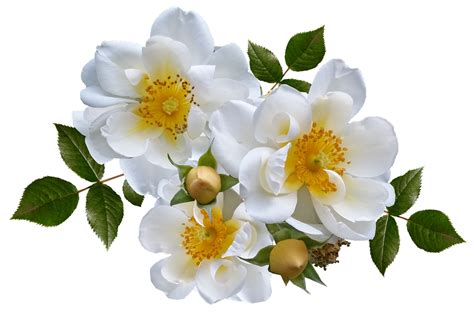 Gambar Bunga Ros Putih Pulp