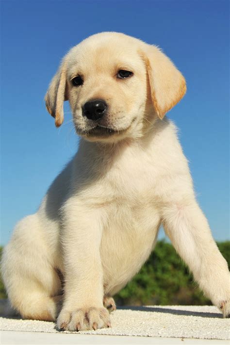 Labrador Retriever Puppies 25 Cute And Cuddly Pups Talk To Dogs