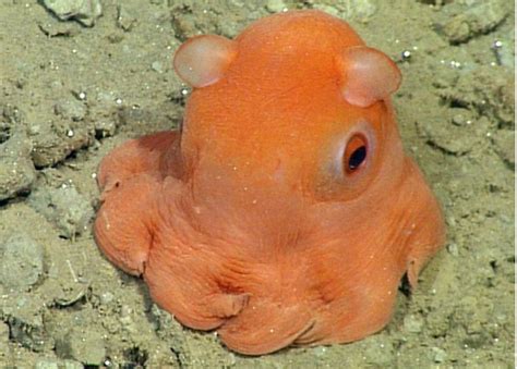 This Octopus Is So Cute Scientists Want To Call It Adorabilis Indy100
