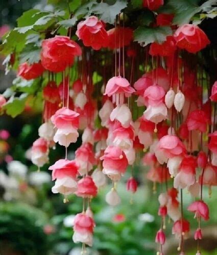 25 Seeds Red White Weep Begonia Flowers Hanging Plant Lots Of Blooms