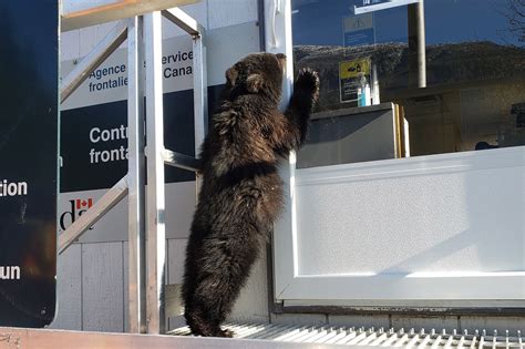 Us website has not been updated with further ban. Bear cub caught trying to cross Canadian-US border