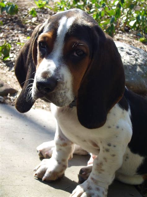 These healthy and happy puppies will bring the admiration and joy to your eyes while seeing them on the screen of your pc. E- mail Notes: Basset Hound Puppy Pictures Information