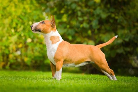 Long Nose Dog 15 Dog Breeds With Long Snouts With Pictures
