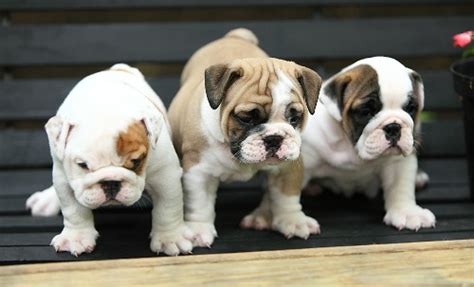 The breeders who are accredited will have a gold accreditation symbol under their name. English Bulldog puppies for sale in PA | Lancaster Puppies