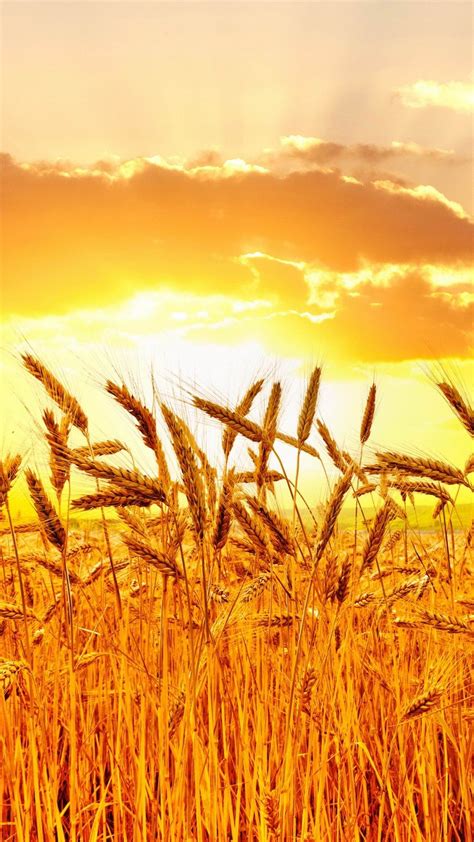 Golden Wheat Field At Sunset Hd Wallpaper For Galaxy S5 Field