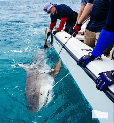 Saving The Sharks By Way Of Biological Research Sbu News