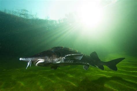 Beluga Sturgeon Fish Facts Huso Huso Az Animals