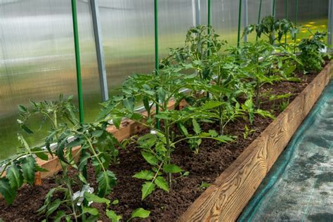 Greenhouse Tomato Plant Care Tips For Growing Tomatoes In A Greenhouse