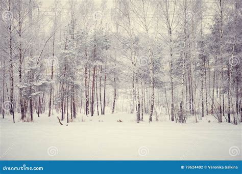 Magic Winter Forest Stock Photo Image Of Background 79624402