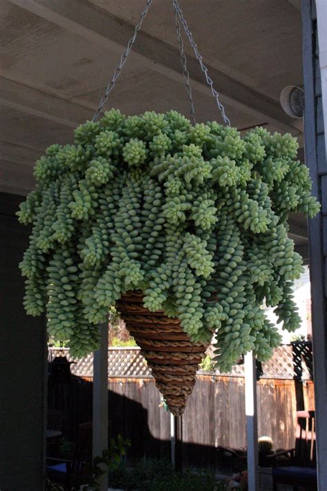 (highlights from floral management magazine, november 2010). Landscape Architecture » William Joyce Succulent Art ...