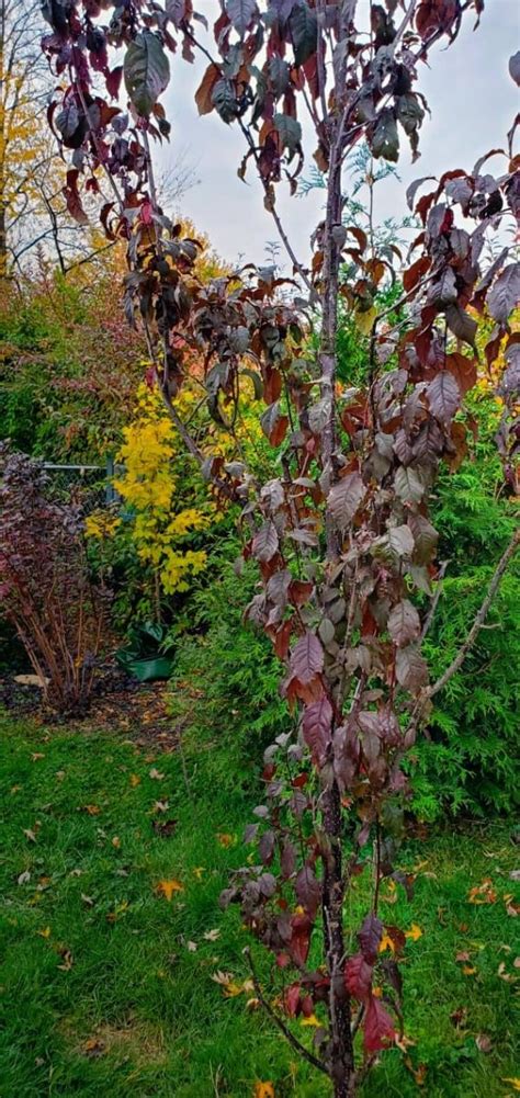 'president' is the only type of edible plum that is considered highly resistant. Narrow Trees for Small Yards that Pack a Punch | Pretty ...