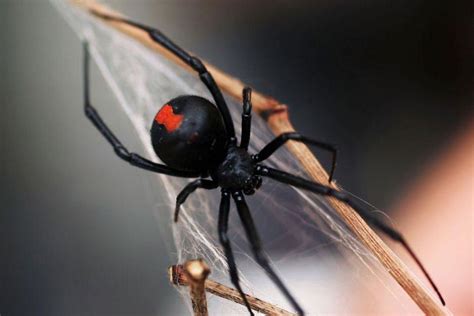 How To Treat A Red Back Spider Bite First Aid Management