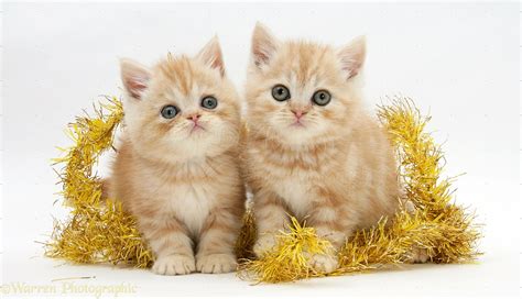 In addition to being a real purr machine, momo the orange tabby cat seeks affection every waking. Ginger kittens with yellow tinsel photo WP18830