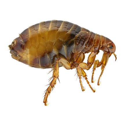 Adult Fleas Burns Pest Elimination