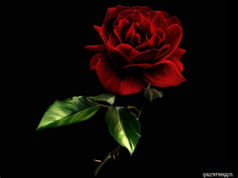 Free Download Red Rose Black Backgrounds 1028x768 For Your Desktop