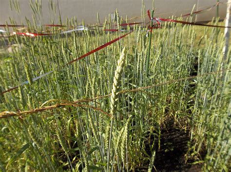 The Perennial Agriculturalist Seed Heads Yam Vines And Teosinte