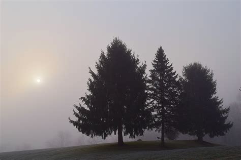 Fog Trees Morning Free Photo On Pixabay Pixabay
