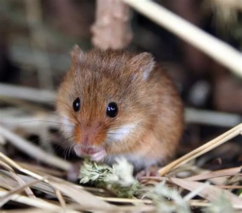 The Male Mouse Pet Mice Uk