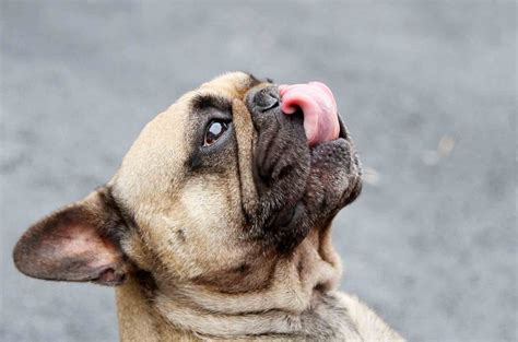 Other suggested reasons why your dog might be eating grass include improving digestion, treating intestinal worms, or fulfilling some unmet nutritional need, including the need for fiber. Training & Behavior Archives | Naperville Animal Hospital, Naperville, IL