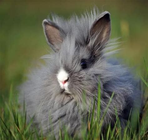 Super Fluffy Bunny Enjoys Outdoor Time Cute Animals Fluffy Bunny