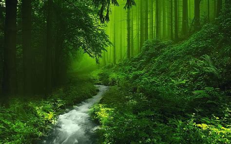 Green Forest Green Forest Theme Hd Wallpaper The Most Beautiful
