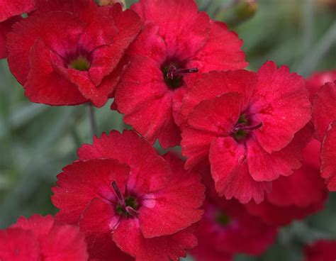 Mountain Frost™ Red Garnet Dianthus Bloomables