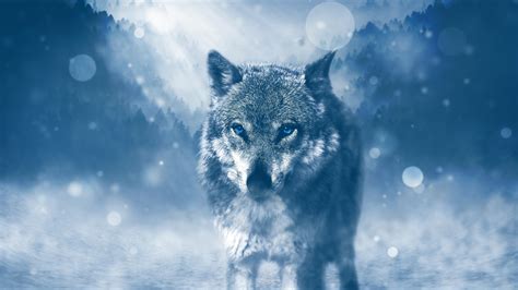 White And Gray Wolf Wolf Photo Manipulation Snow Hd Wallpaper