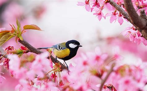 1920x1080px 1080p Free Download Titmouse Sits On Cherry Blossoms