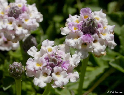 Calphotos Phyla Nodiflora Turkey Tangle Fogfruit