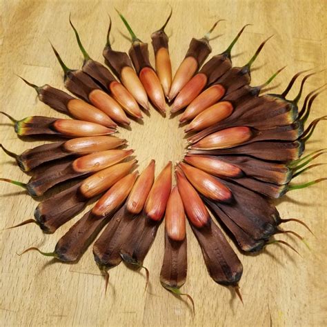 Check spelling or type a new query. Monkey Puzzle Tree - Seattle Arborist - First Leaf Design ...