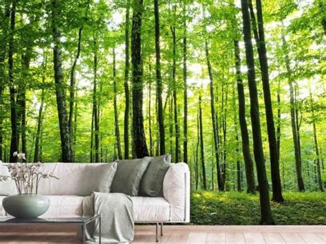 Tranquil Forest Wallpaper About Murals