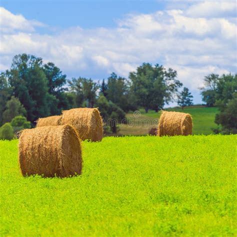 Round Hay Bales On The Green Field Stock Image Image Of Agriculture