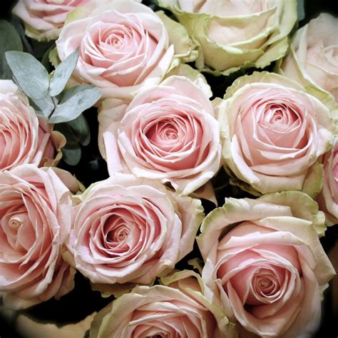 Sweet Avalanche Pretty Flowers Rose Blush Roses