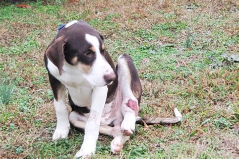 Fundraiser By Moriah Taylor Puppy Used As Bait For Dog Fighting
