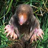 Mole Pest Removal Home Images
